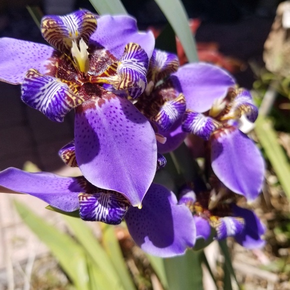 Meet your Posher, Maryse - Picture 1 of 1